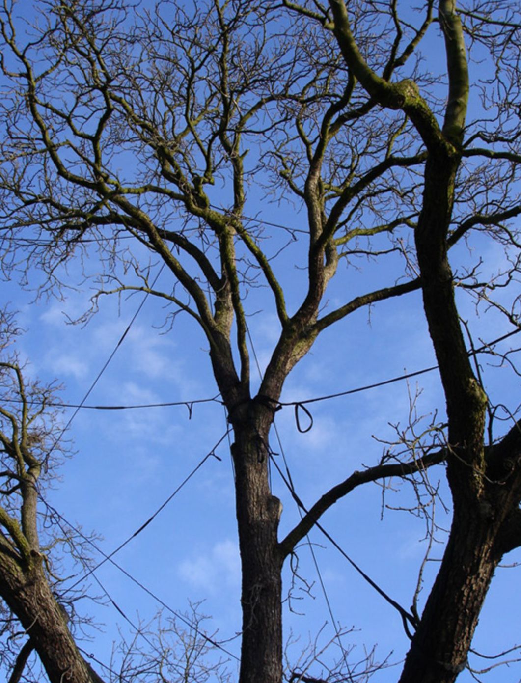Soins aux arbres par arboriste dans le Jura — SAS POLYVIER